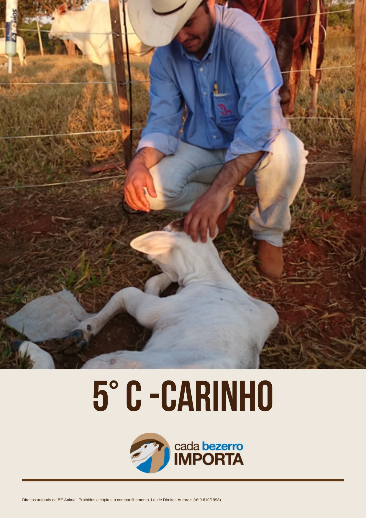 Página do guia sobre carinho e vínculo com o bezerro