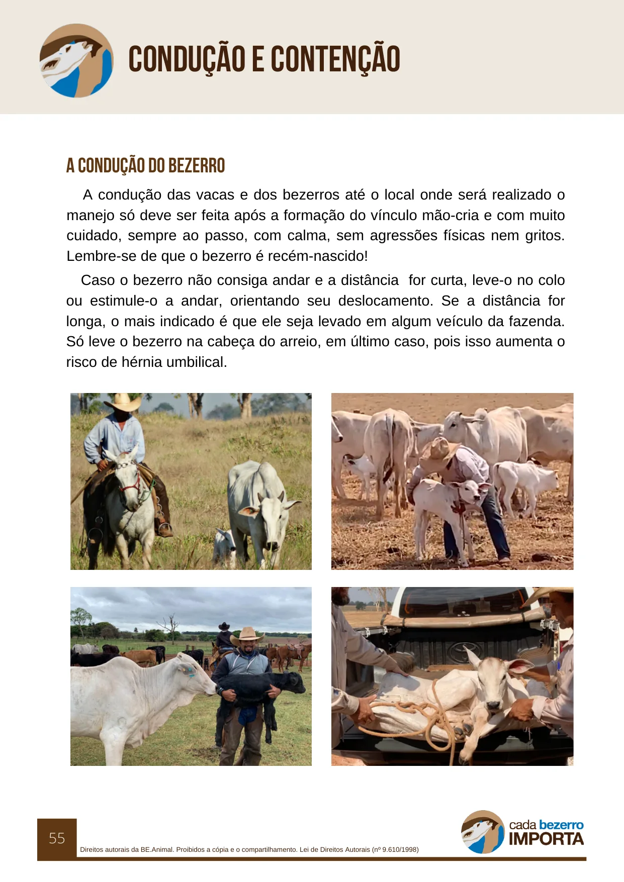 Página do guia sobre condução e contenção do bezerro