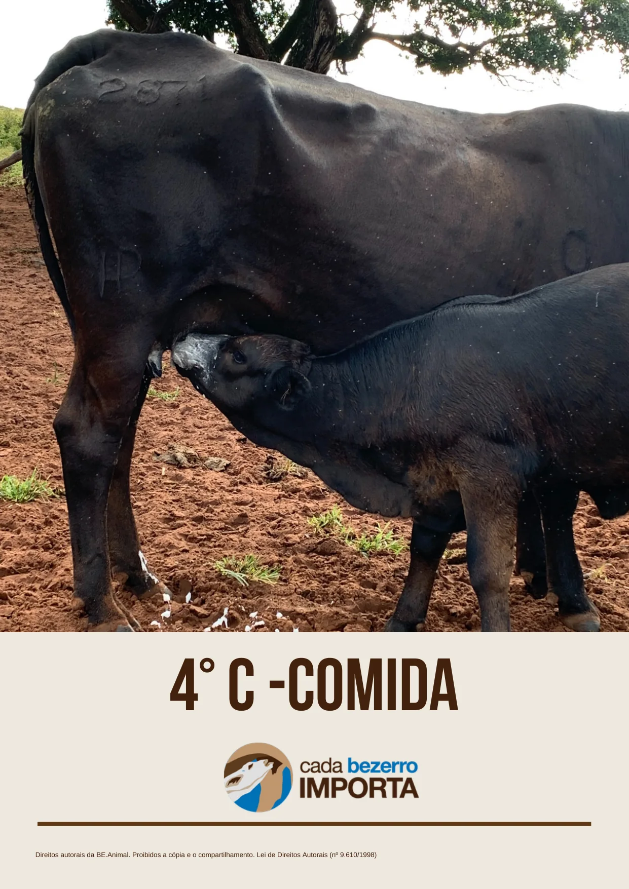 Página do guia sobre alimentação do bezerro