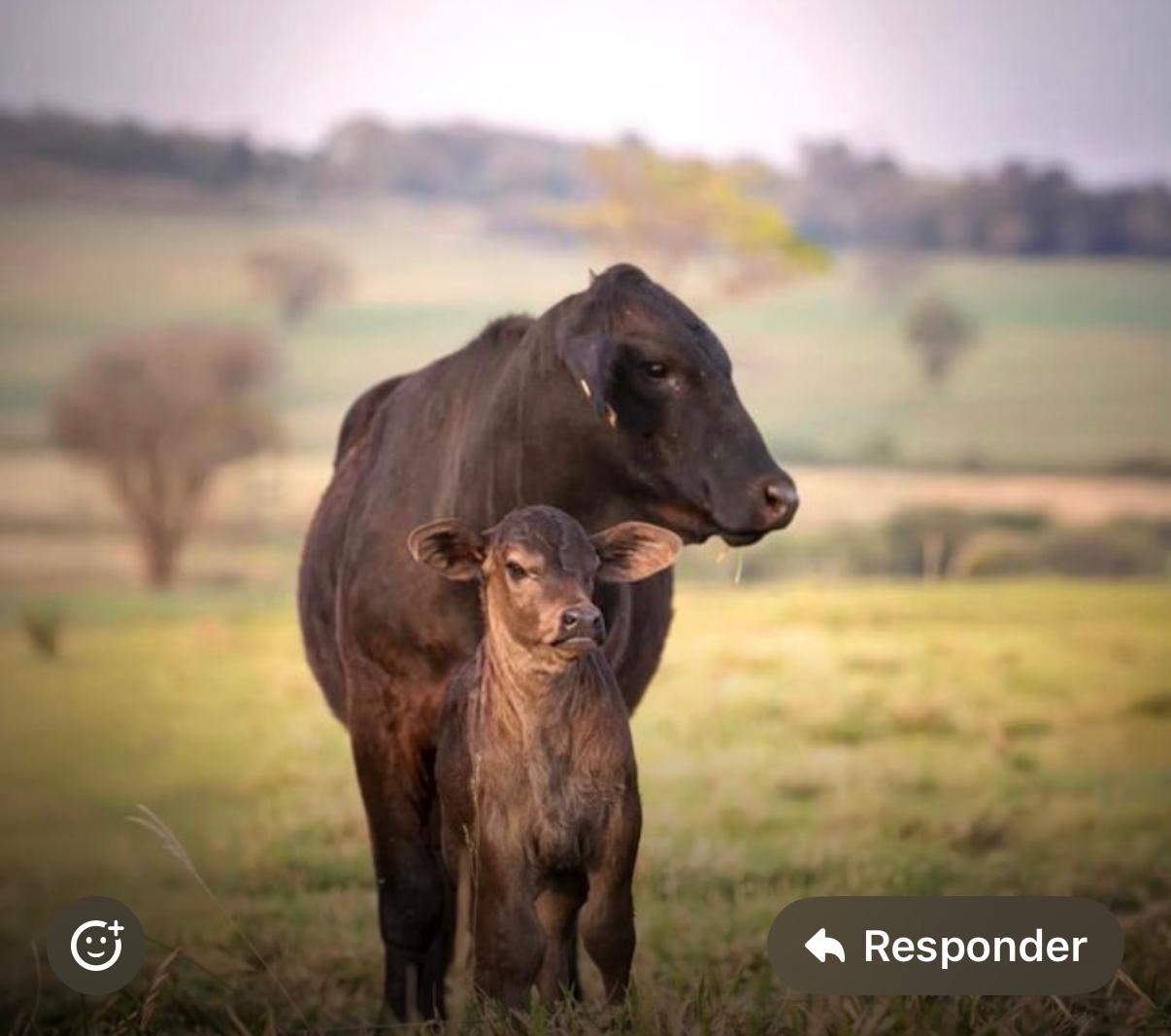 Vaca com bezerro ao pé, no pasto